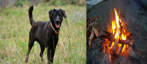 Le chien et le feu